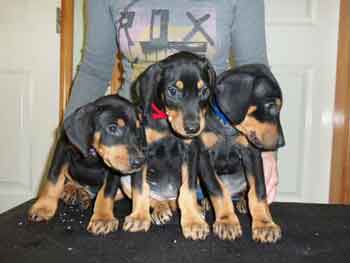 PSDPC doberman puppies