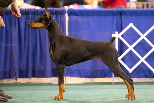 Doberman discount dog show