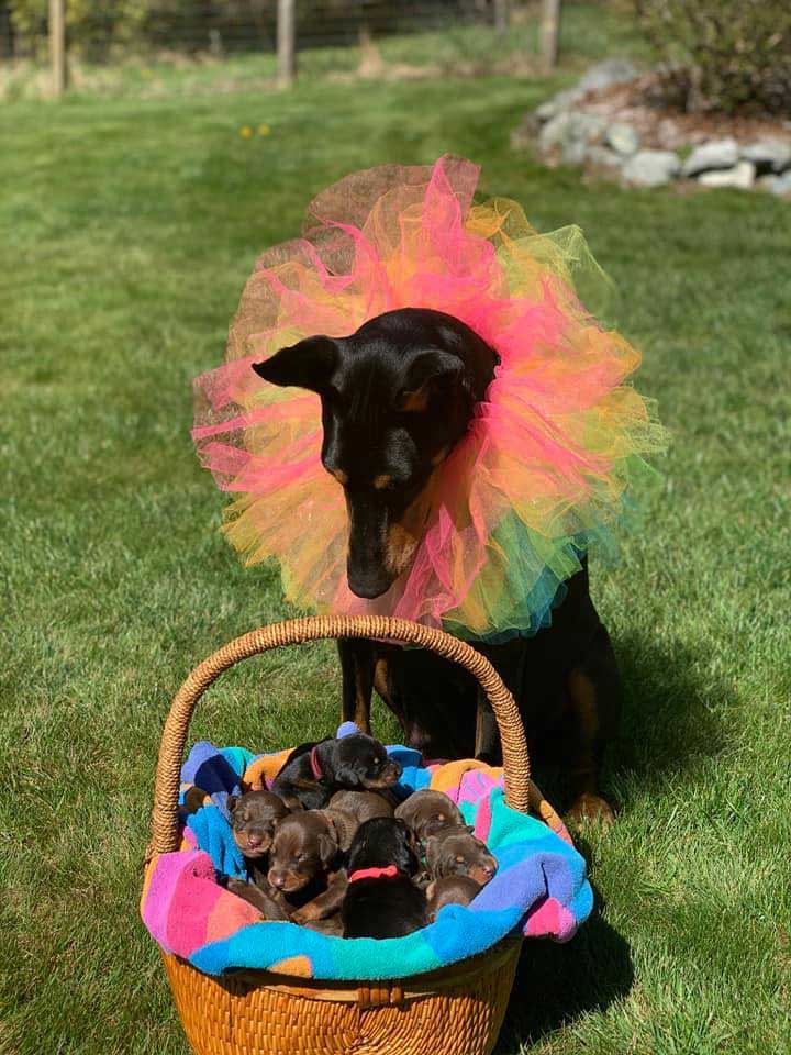 Puget Sound Doberman pinscher puppies