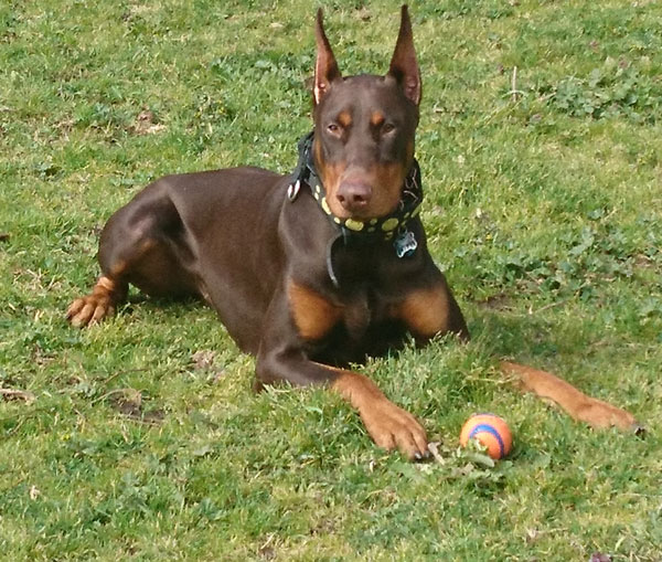 Member Spotlight Megan Sen - Puget Sound Doberman Pinscher Club